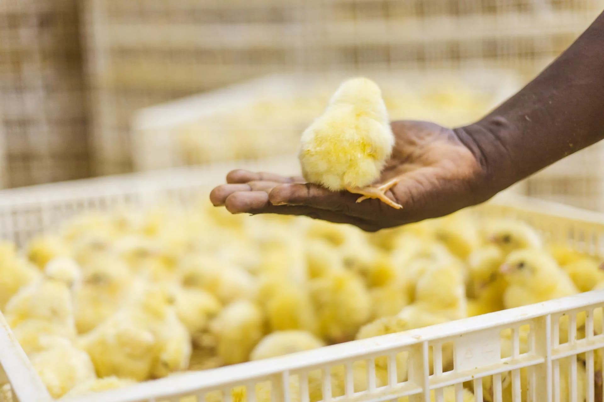 Poussins d'un jour APRAN