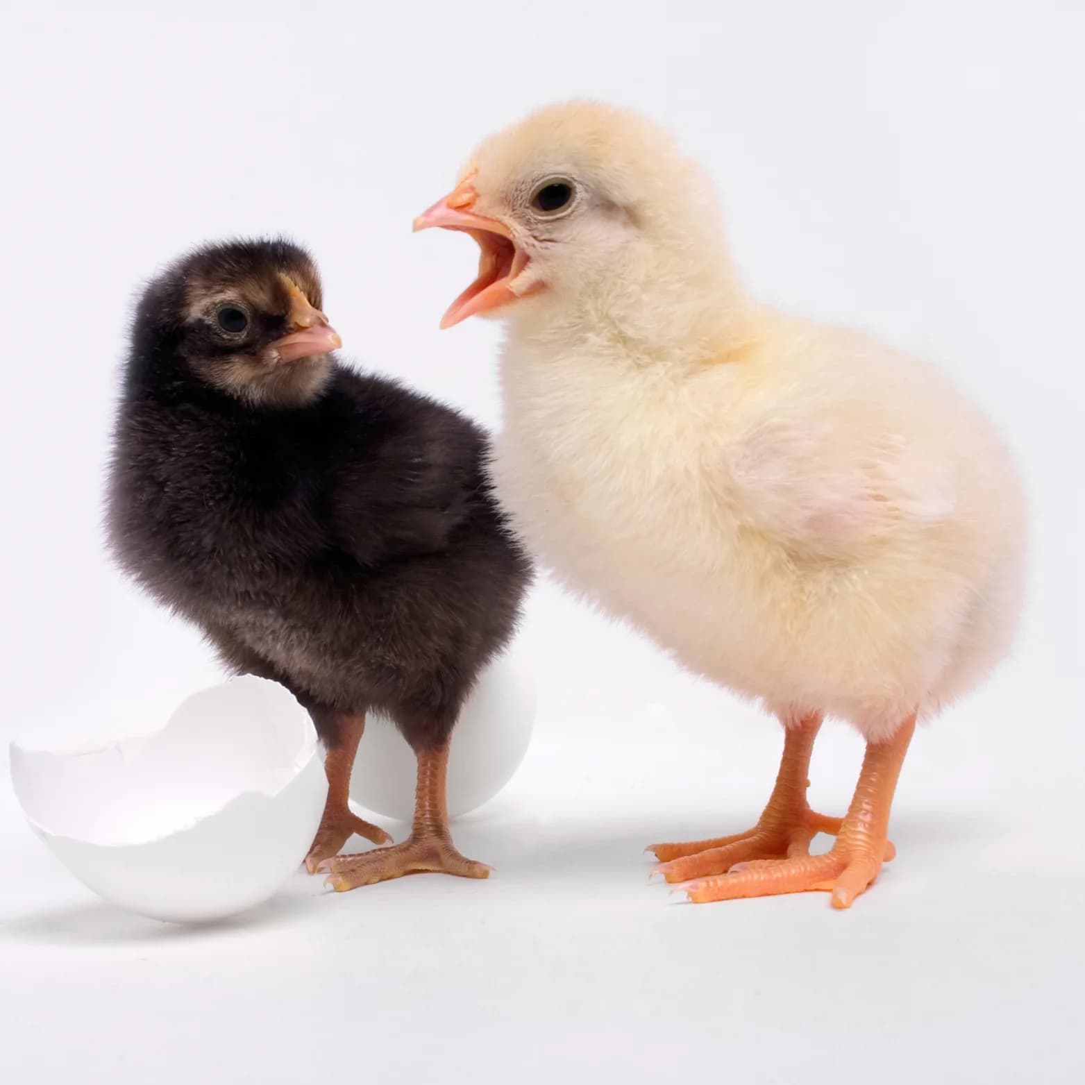 Deux poussins d'un jour, l'un noir et l'autre jaune, sortis de leur coquille