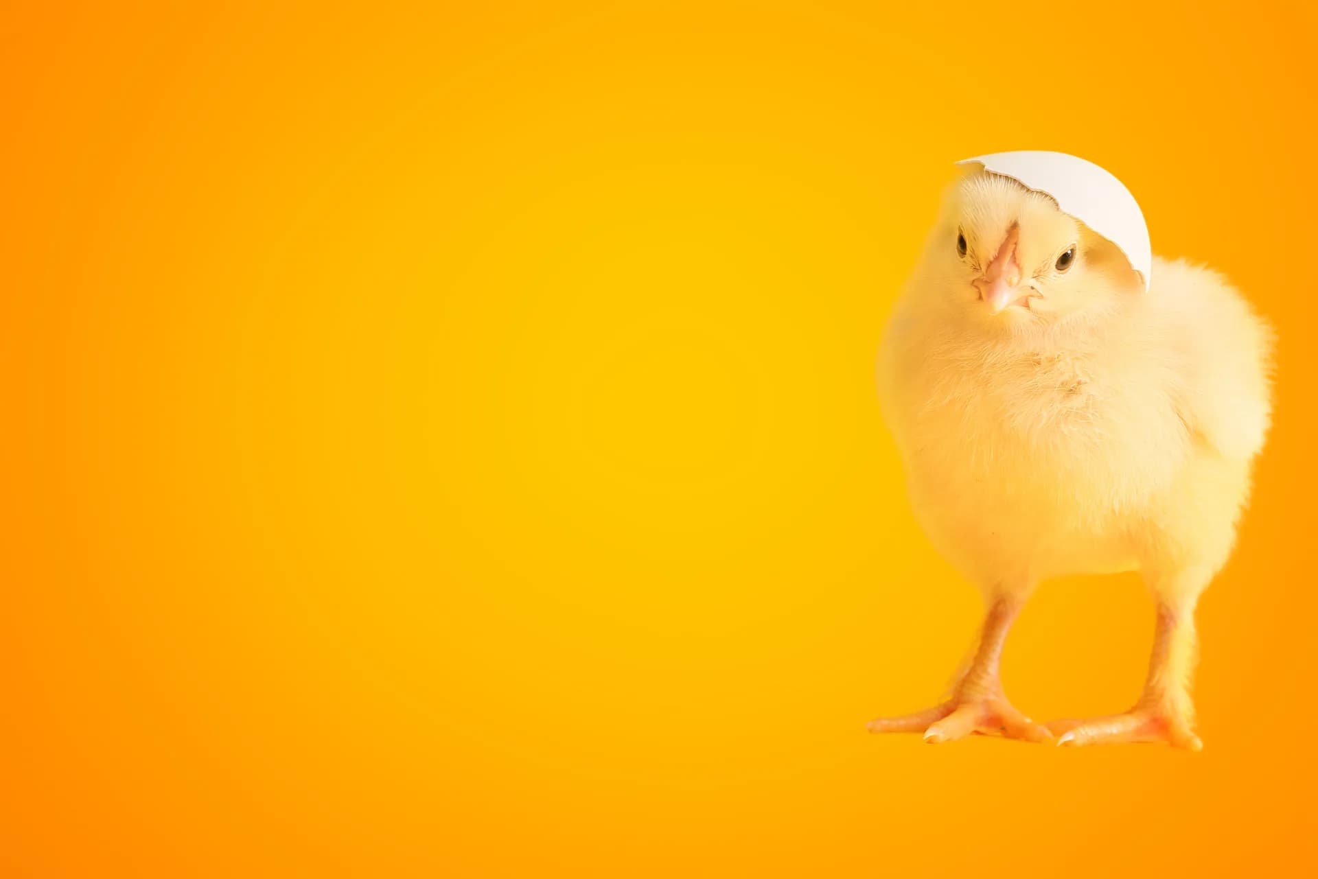 Poussin d'un jour coiffé d'une demi-coquille, sur fond orange